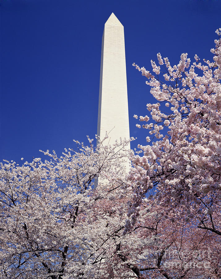 The Washington Memorial #1 Photograph by Rafael Macia