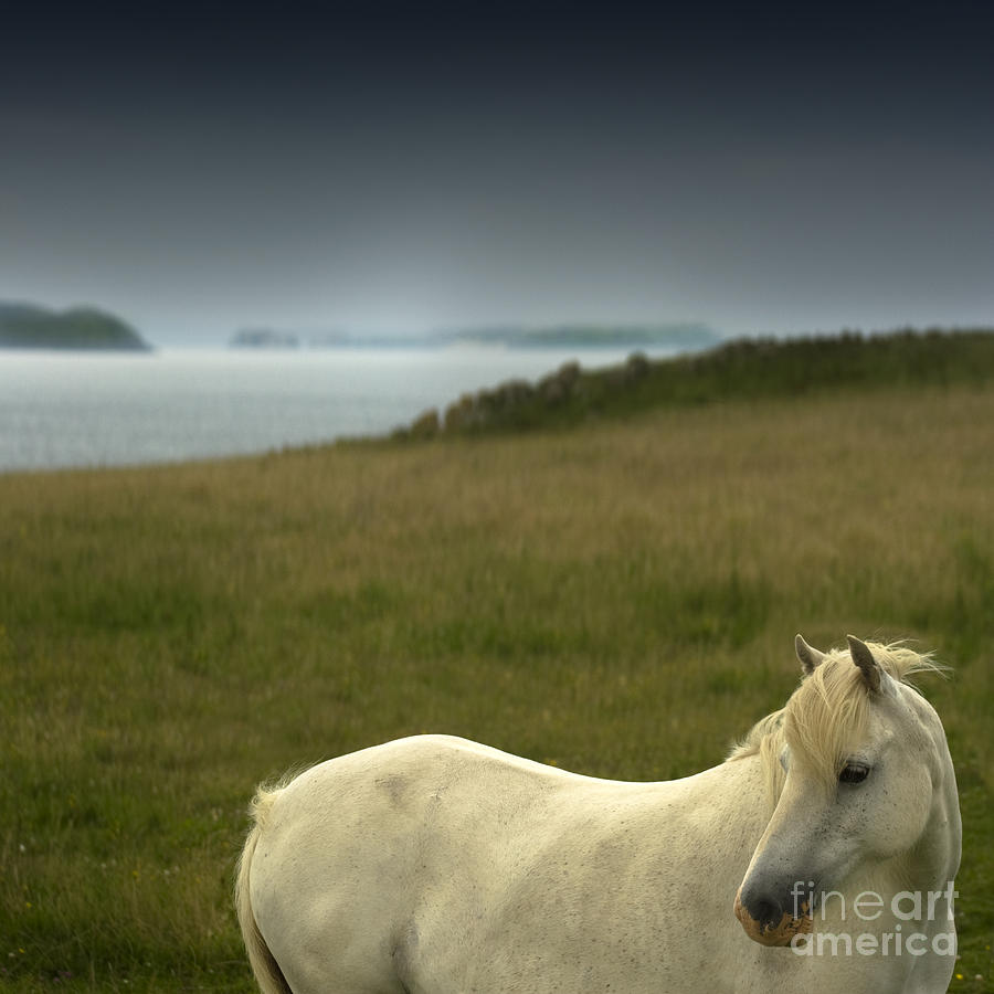 The Welsh Pony  #1 Photograph by Ang El