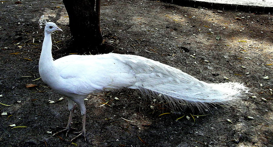 The White peacock 3 Photograph by Ooni Mofoto - Fine Art America