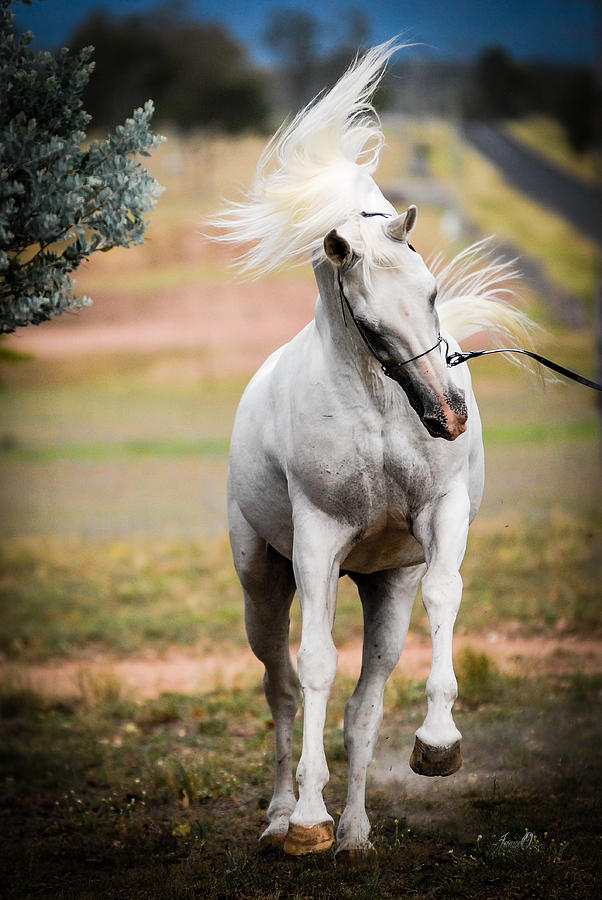 The White Stallion #1 Photograph by Janice OConnor