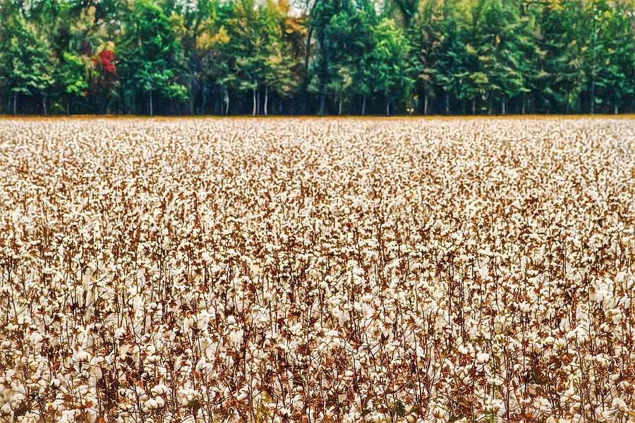 Cotton - Farm - Landscape - The White Stuff Photograph by Barry Jones