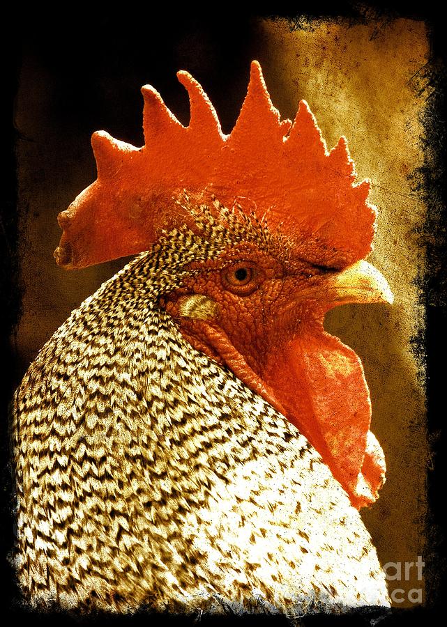 The Wise Old Rooster Photograph by Carol Groenen