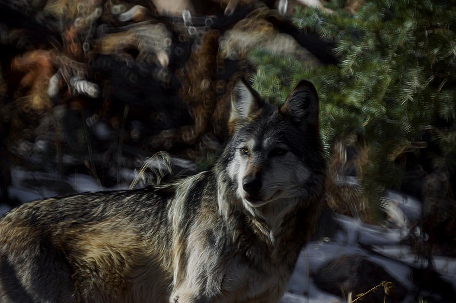 The Wolf Digital Art #2 Digital Art by Ernest Echols