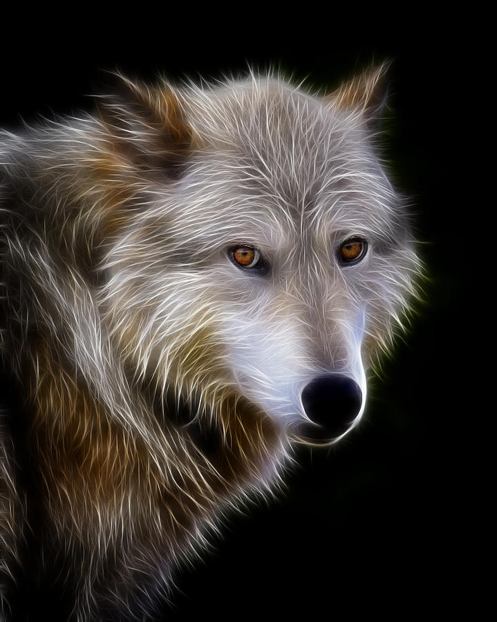 Wolves Photograph - The Wolf #1 by Steve McKinzie