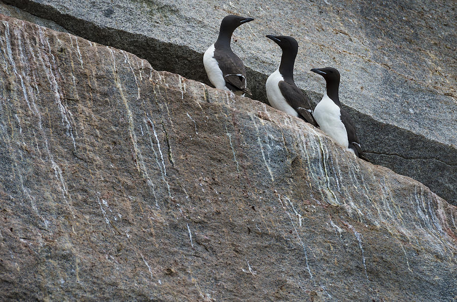 Thick-billed Murres #1 Photograph by John Shaw