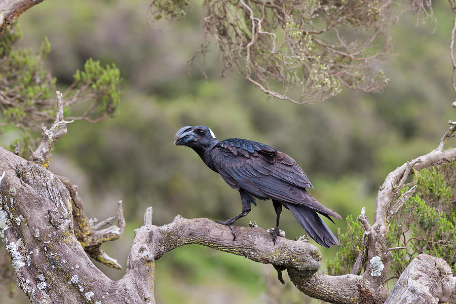 Thick-billed Raven (corvus Crassirostris #1 Photograph by Martin Zwick