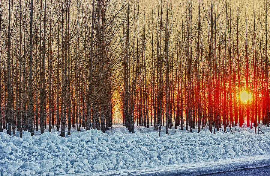 Sunset Photograph - Thin trees #1 by Dan Quam