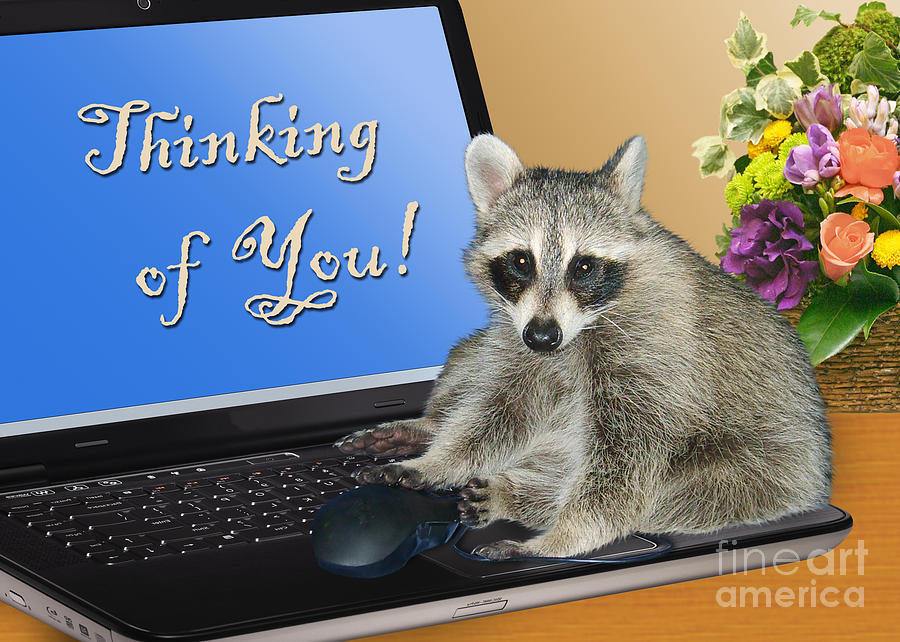 Nature Photograph - Thinking of You Raccoon #1 by Jeanette K