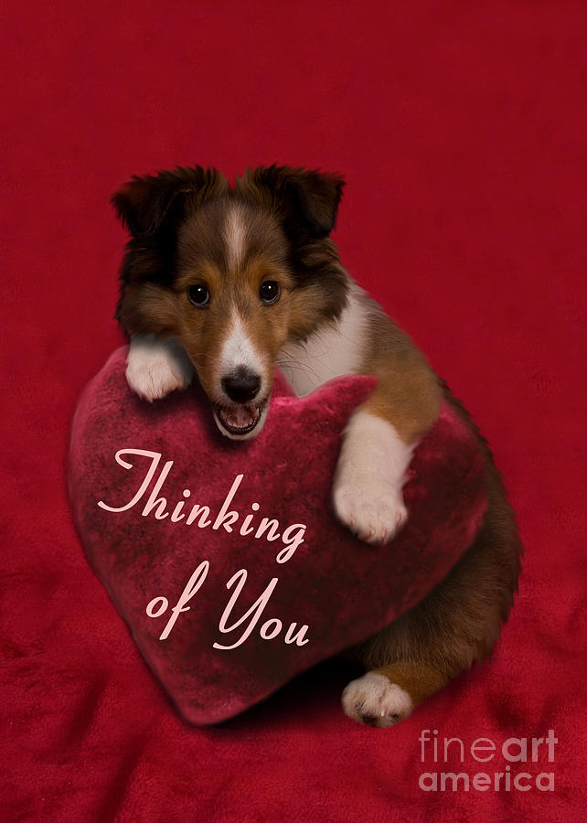 Candy Photograph - Thinking of You Sheltie Puppy #1 by Jeanette K