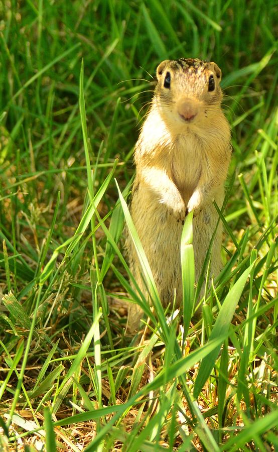 Thirteen-striped Ground Squirrel Photograph by Sara Edens - Fine Art ...