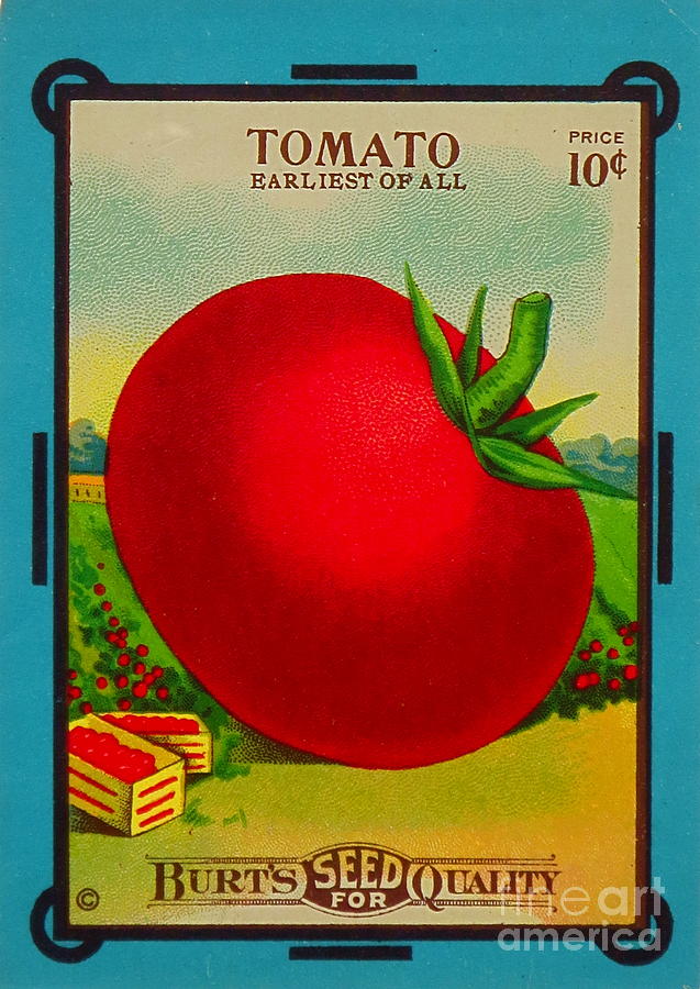 Tomato Seed Package. Antique. 100 Years old Photograph by Robert Birkenes