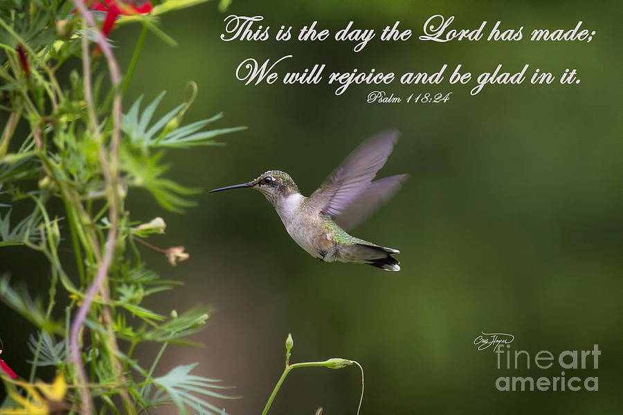 Hummingbird Photograph - This is the day #1 by Cris Hayes