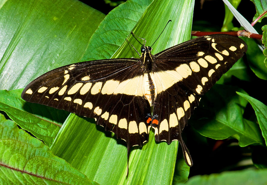 Thoas Swallowtail Butterfly Photograph by Millard H. Sharp - Fine Art