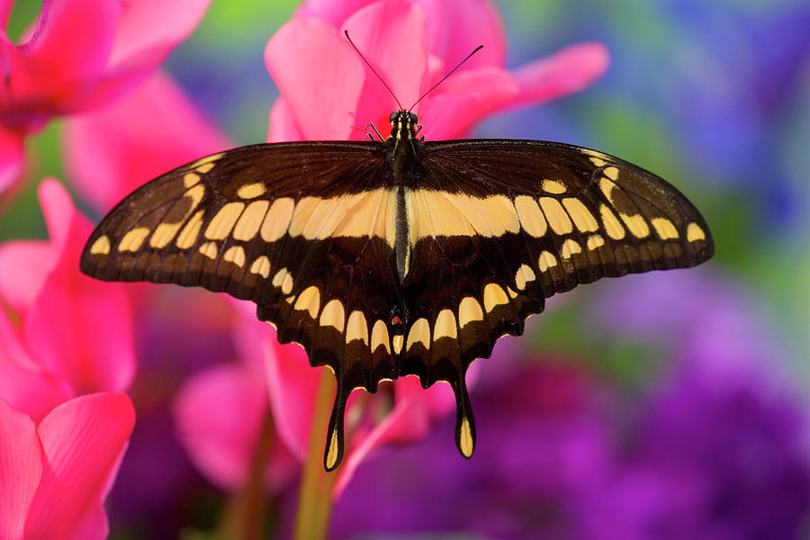 Thoas Swallowtail Butterfly, Papilio Photograph by Darrell Gulin