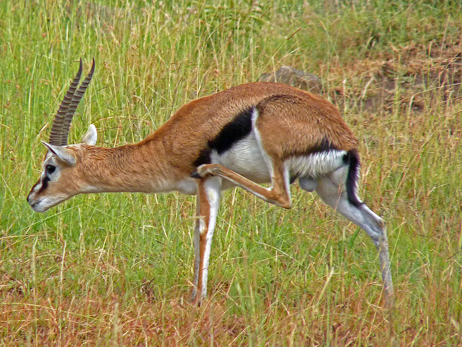 Thomsons Gazelle #1 Photograph by Tony Murtagh