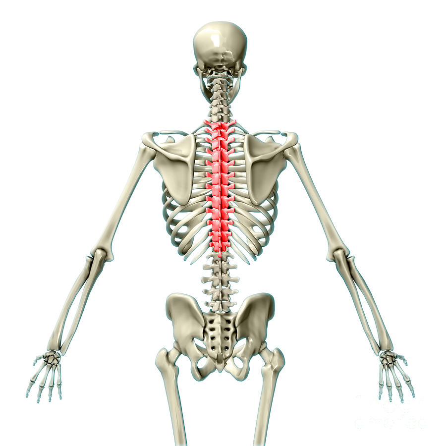 Thoracic Vertebrae