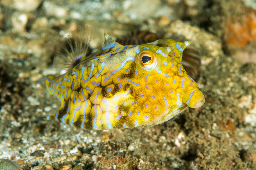 Thornback Cowfish Photograph By Andrew J. Martinez - Pixels