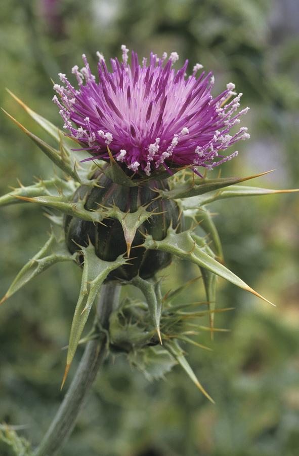 Thorny Beauty by Don Kreuter Thorny Beauty by Don Kreuter