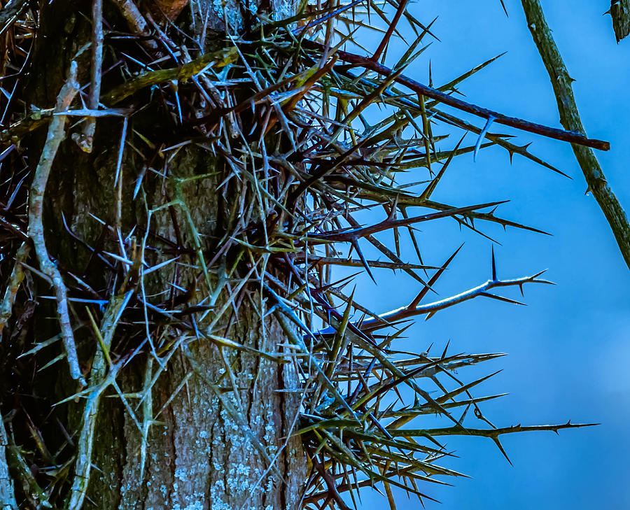 Thorny Locust Tree #1 Photograph by Brian Stevens