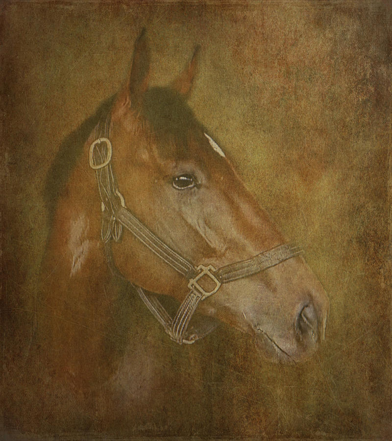 Thoroughbred #1 Photograph by Angie Vogel