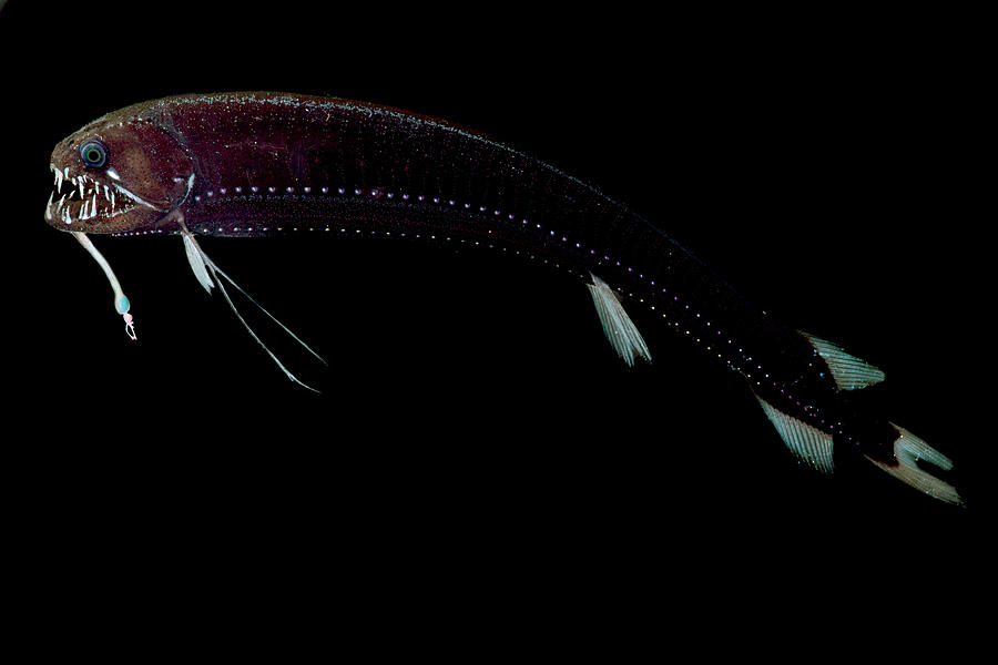 Threadfin Dragonfish Echiostoma Barbatum #1 Photograph by Dant Fenolio