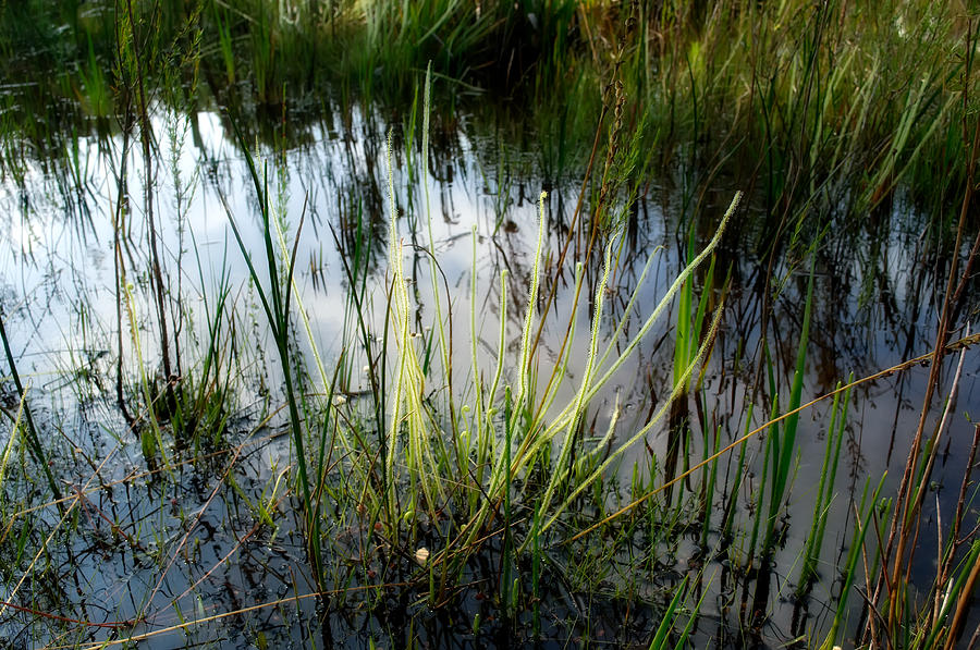 Threadleaf Sundew Photograph by Richard Leighton - Fine Art America