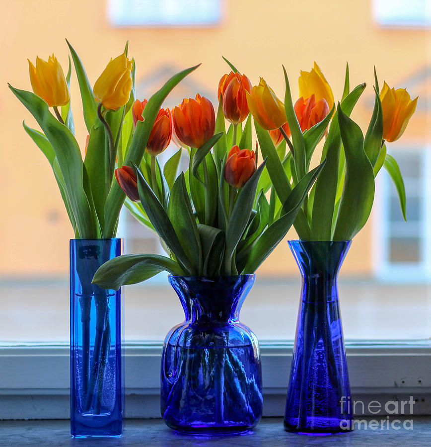 Flower Photograph - Three blue vases with tulips in a windowsill #1 by K Ivarsson