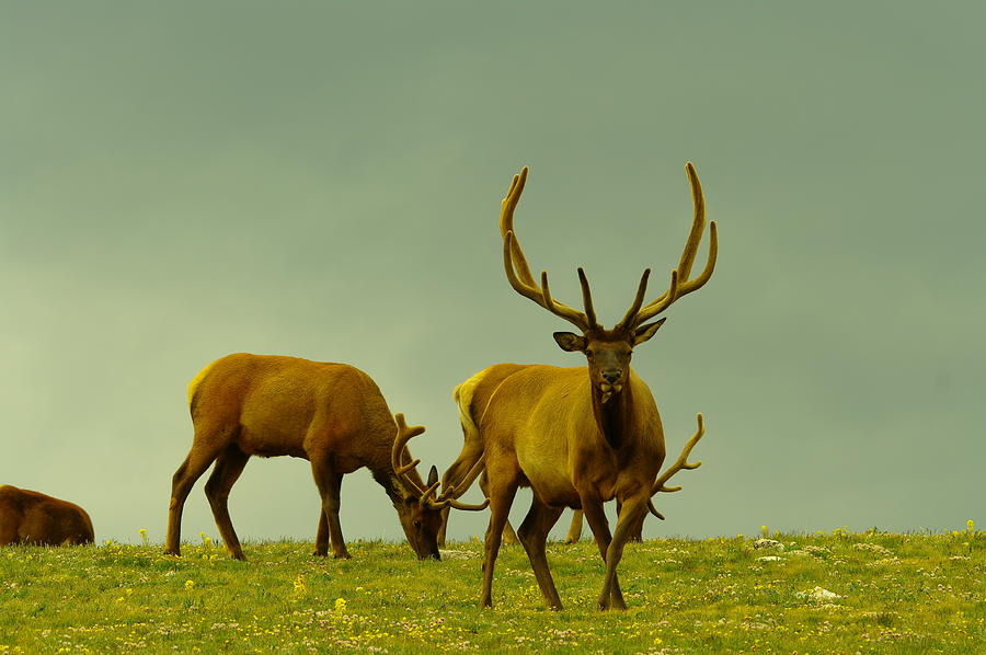 Three Bull elk grazing #1 Photograph by Jeff Swan