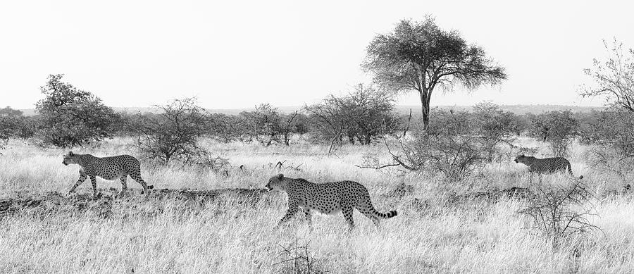 Three Cheetahs at Mashatu Photograph by Max Waugh