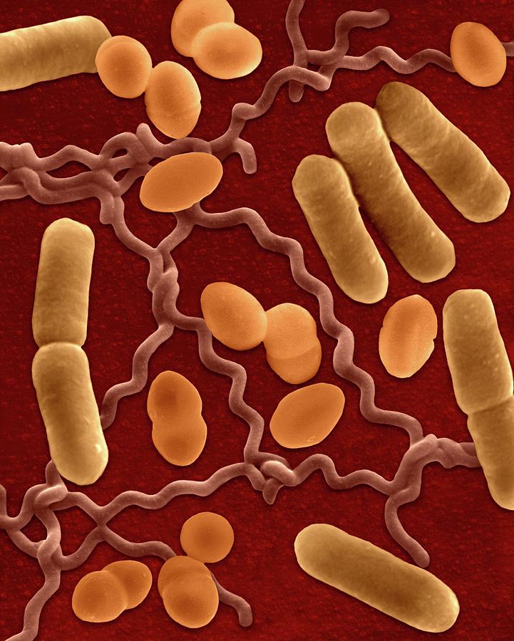 How Many Different Types Of Bacteria Live In Your Digestive System