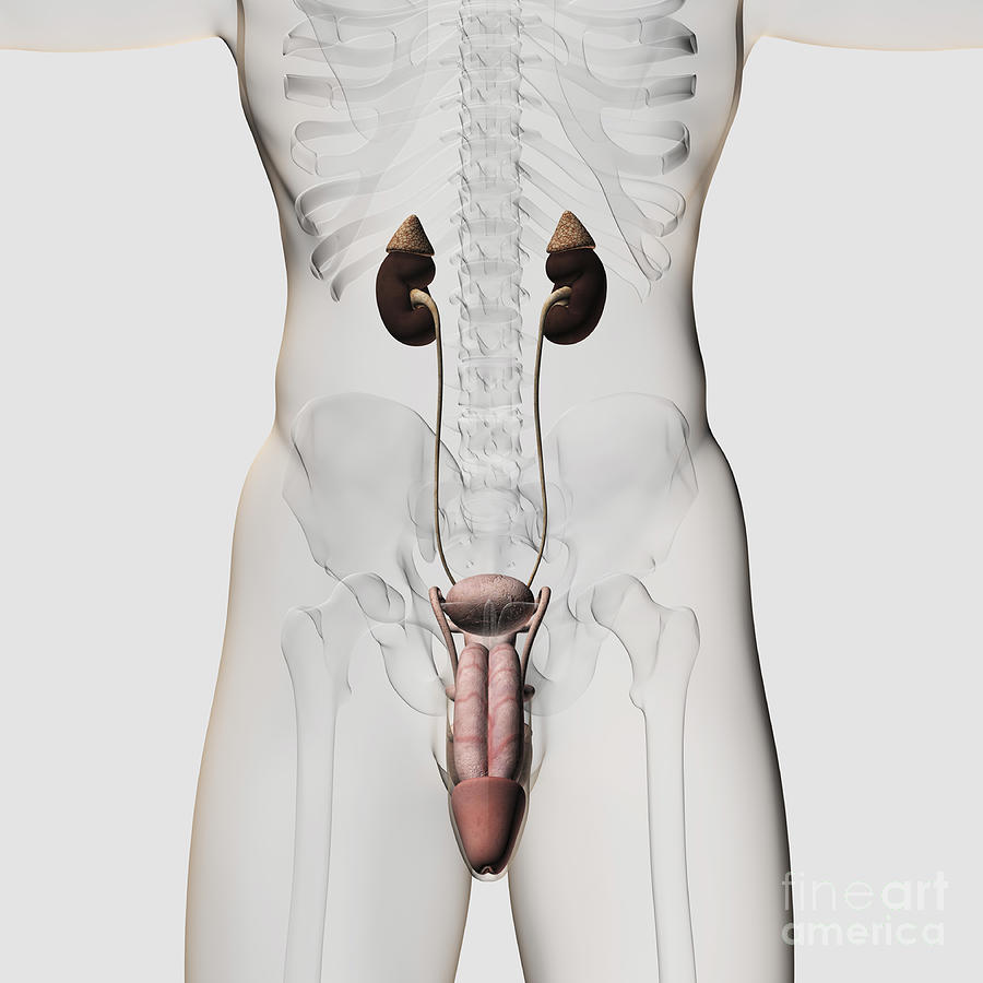 Three Dimensional Medical Illustration #1 Digital Art by Stocktrek Images