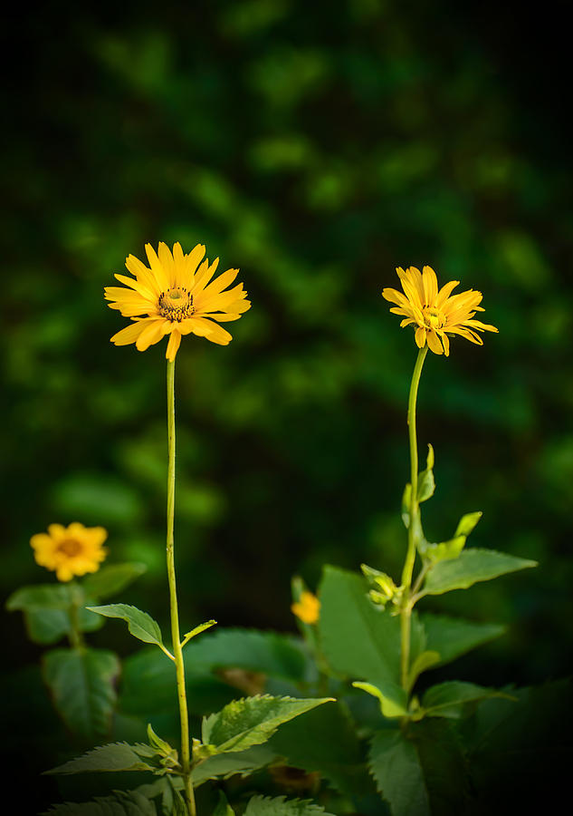 Three Flowers #1 Photograph by Robert Mitchell