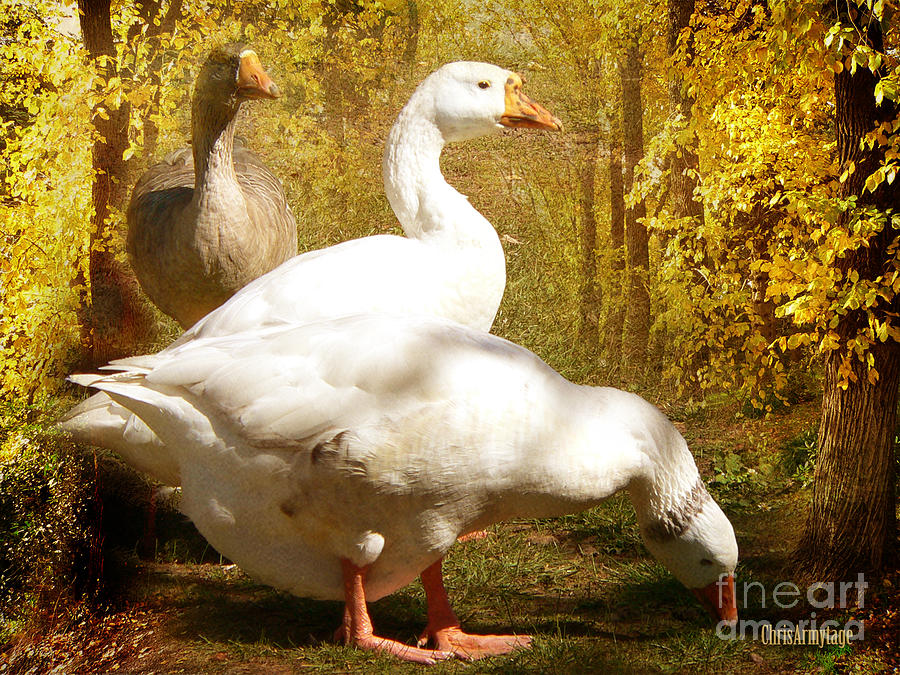 Three Geese A Grazing Photograph