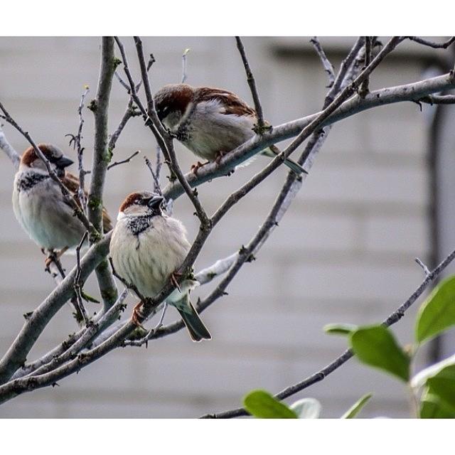 Three Little Birds. #allisonplanet #1 Photograph by Allison  Zapata