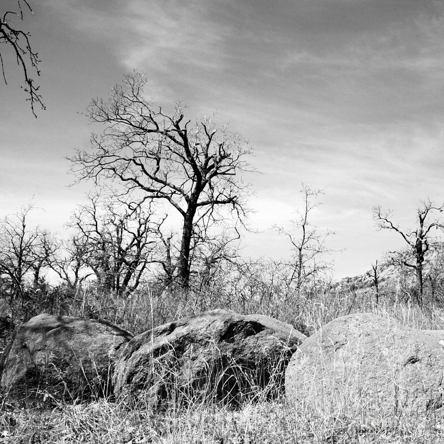 Wichita Mountains Wildlife Refuge Photograph - Three of a Kind #1 by Mickey Harkins