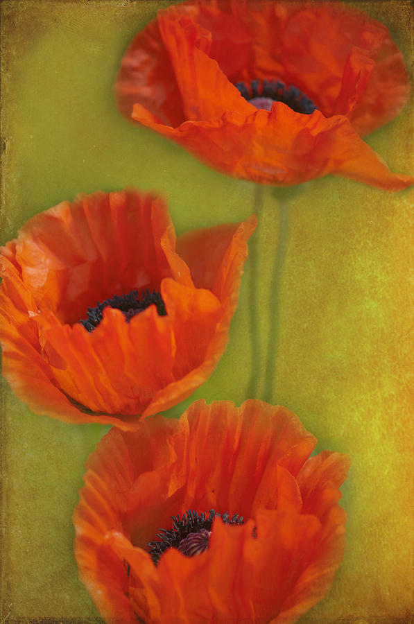 Three poppies #1 Photograph by Carolyn DAlessandro