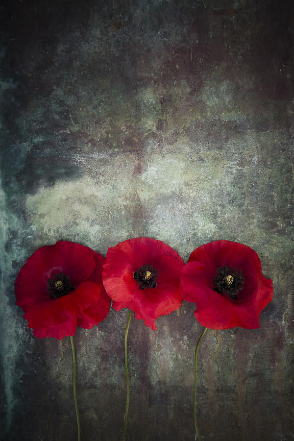Three poppies #2 Photograph by Maria Heyens