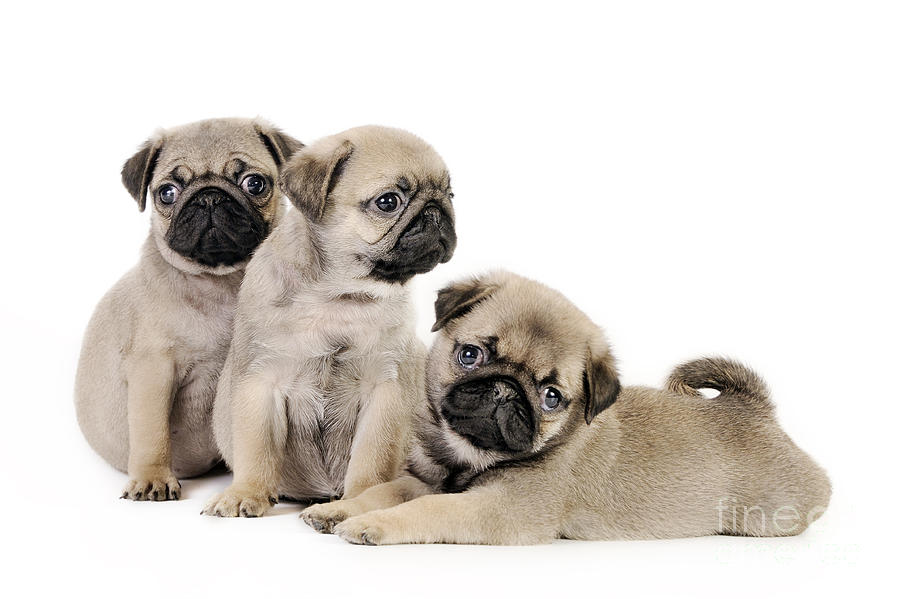 https://images.fineartamerica.com/images-medium-large-5/1-three-pug-puppies-borislav-stefanov.jpg
