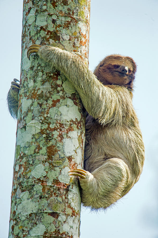 3 toed sloth 3 toed sloth