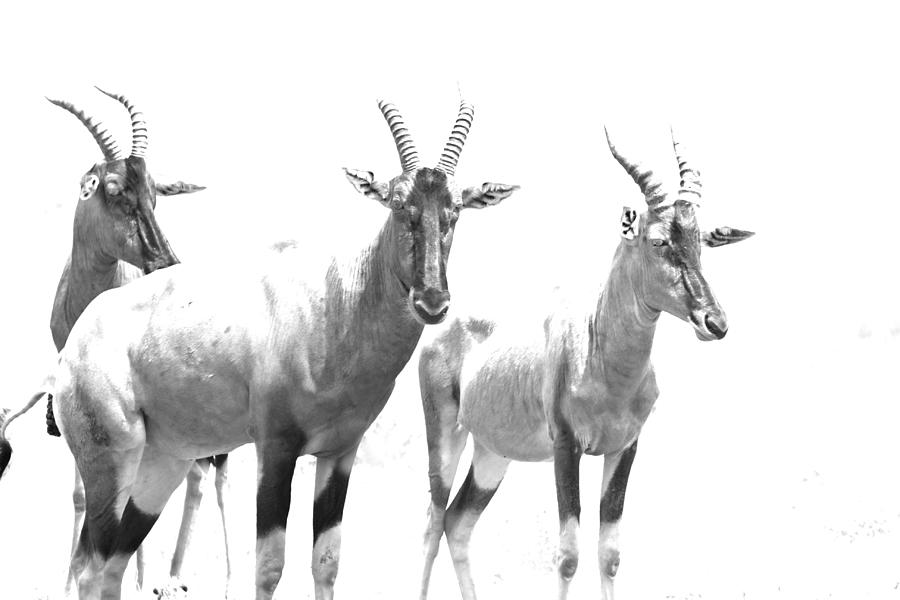 Three Topi Antelope Photograph by Aidan Moran