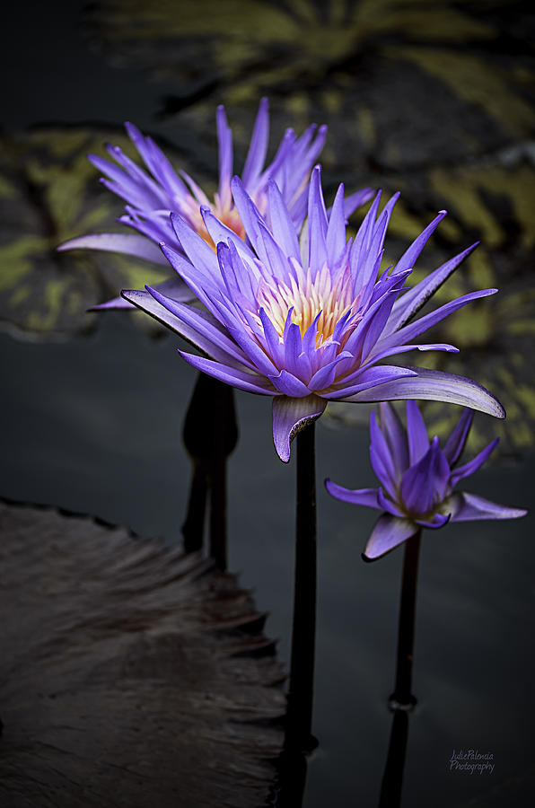 Three Water Lilies Photograph by Julie Palencia