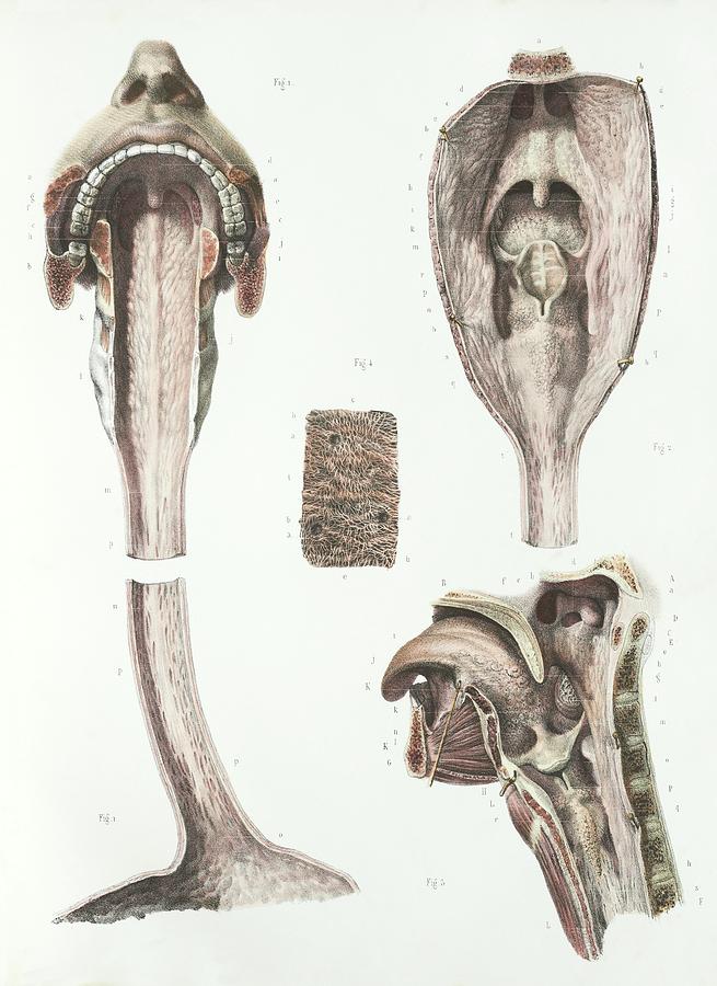 Throat Anatomy Photograph by Science Photo Library