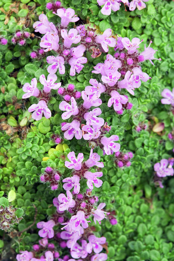 Thyme Flowers Photograph by Geoff Kidd/science Photo Library - Fine Art ...