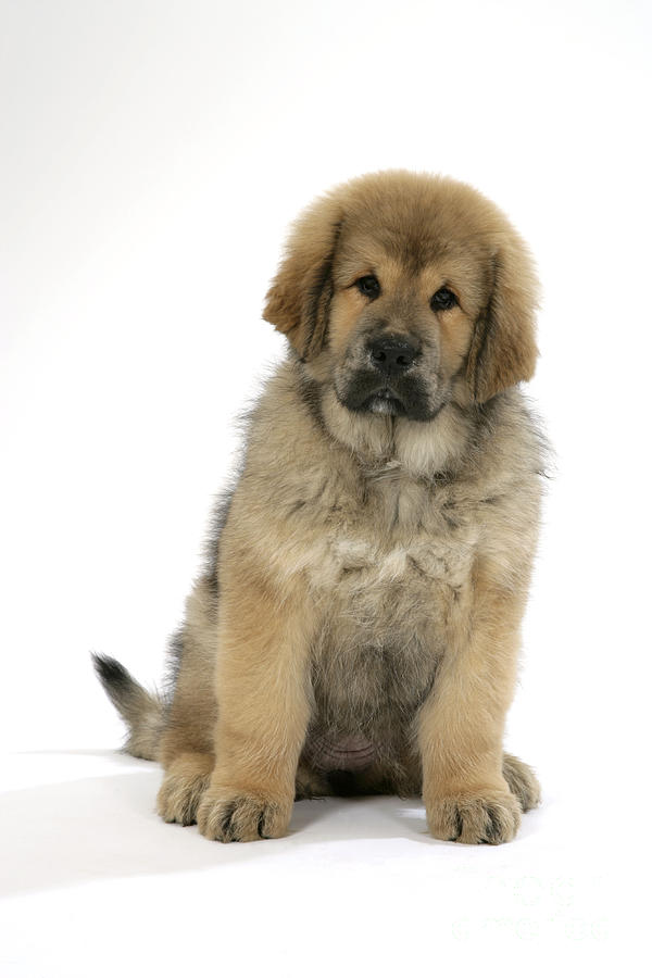Tibetan Mastiff Puppy #1 Photograph by John Daniels