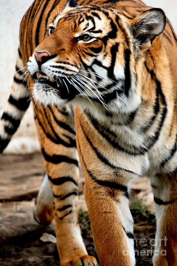 Nature Photograph - Tiger #1 by Anjanette Douglas