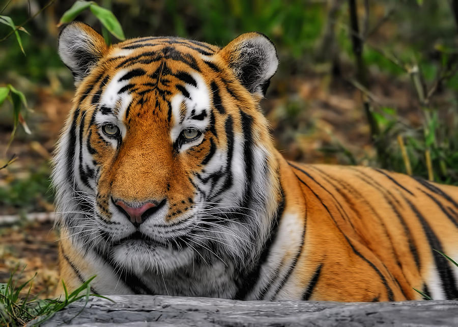 Tiger #2 Photograph by Bill Dodsworth