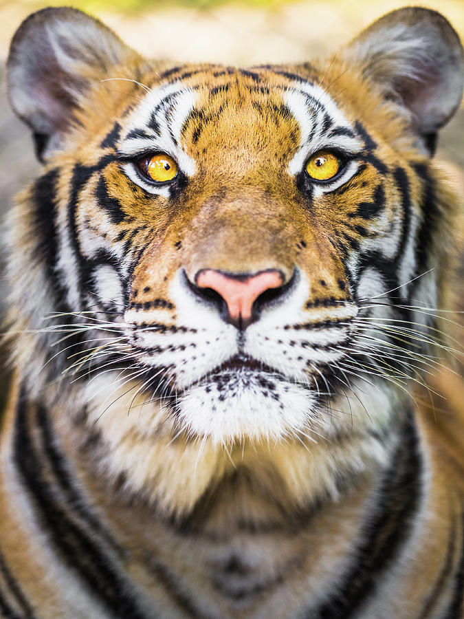 Tiger #1 Photograph by Deimagine