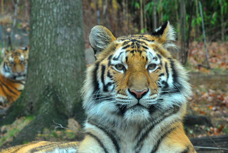 Tiger Bronx Zoo Photograph by Diane Lent - Fine Art America