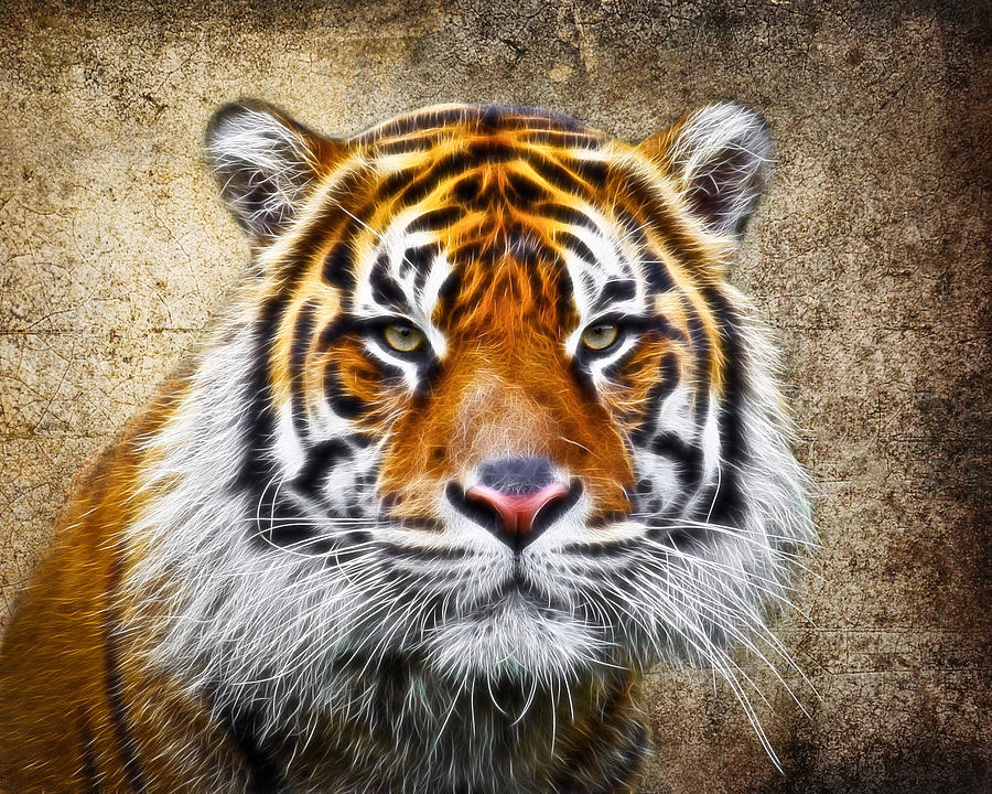 Tiger Face #2 Photograph by Steve McKinzie