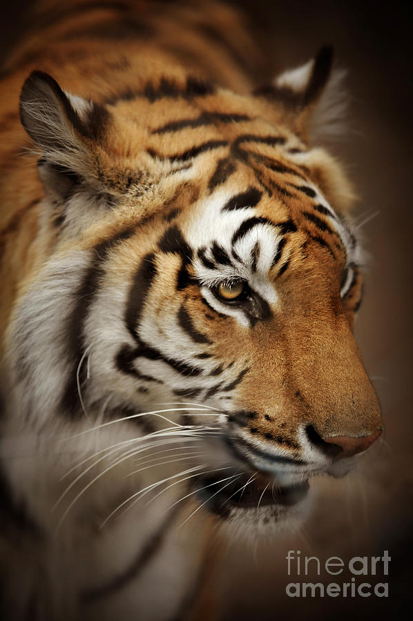 Tiger #1 Photograph by HD Connelly